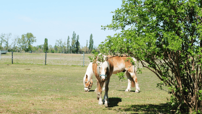 Haflinger am Göghhof