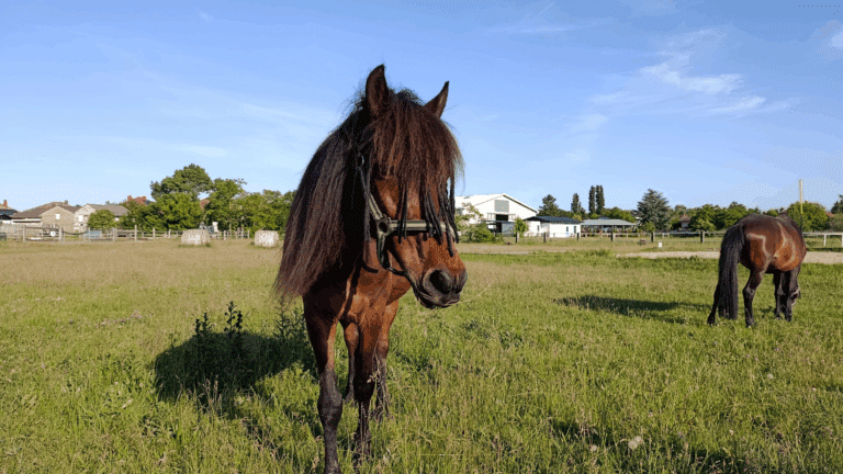 Ponys in Andau